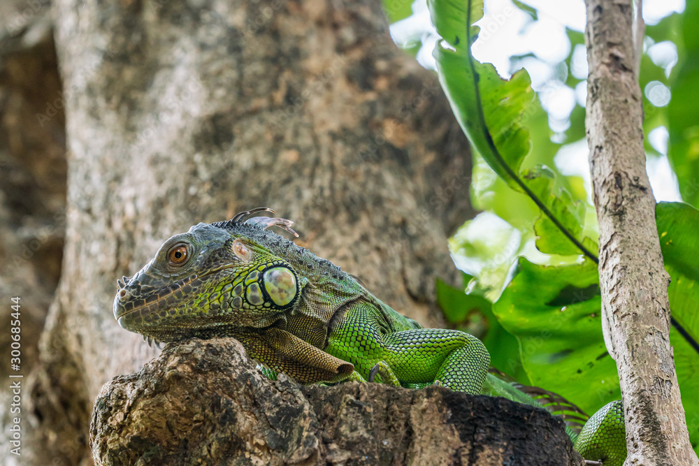 Close up image of the head of green iguana Close up image of the head of green iguana