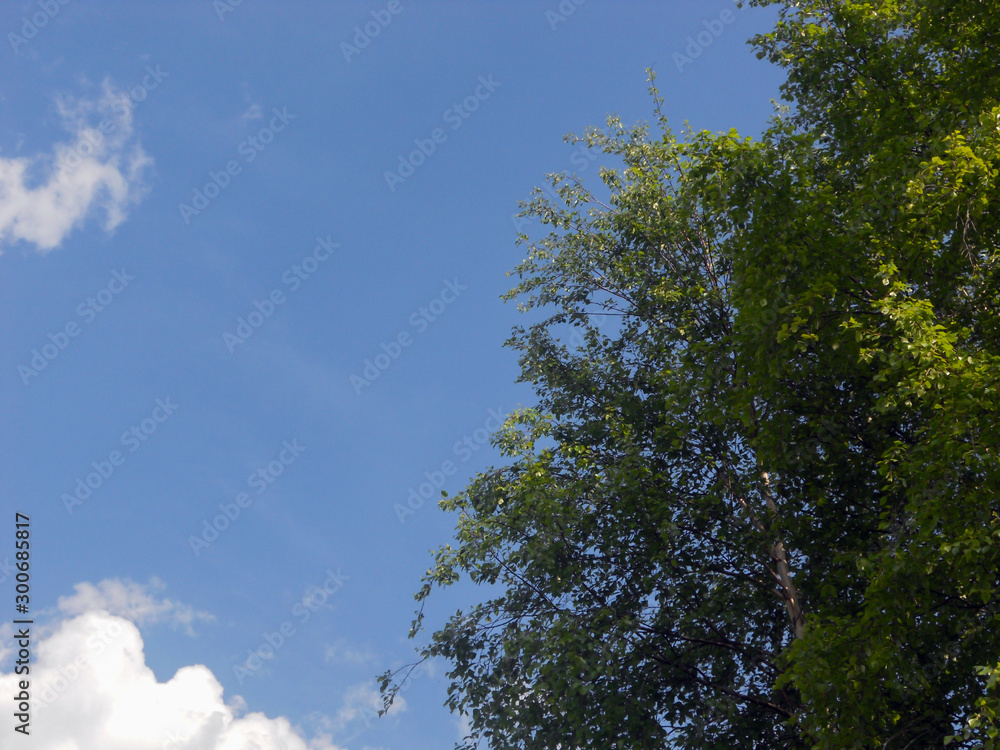 Cloud and birch on a summer day. Beautiful cloudy landscape. Far from the bustle of the city. Cloud and birch on a summer day. Beautiful cloudy landscape. Far from the bustle of the city.