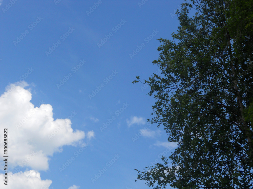 Cloud and birch on a summer day. Beautiful cloudy landscape. Far from the bustle of the city. Cloud and birch on a summer day. Beautiful cloudy landscape. Far from the bustle of the city.