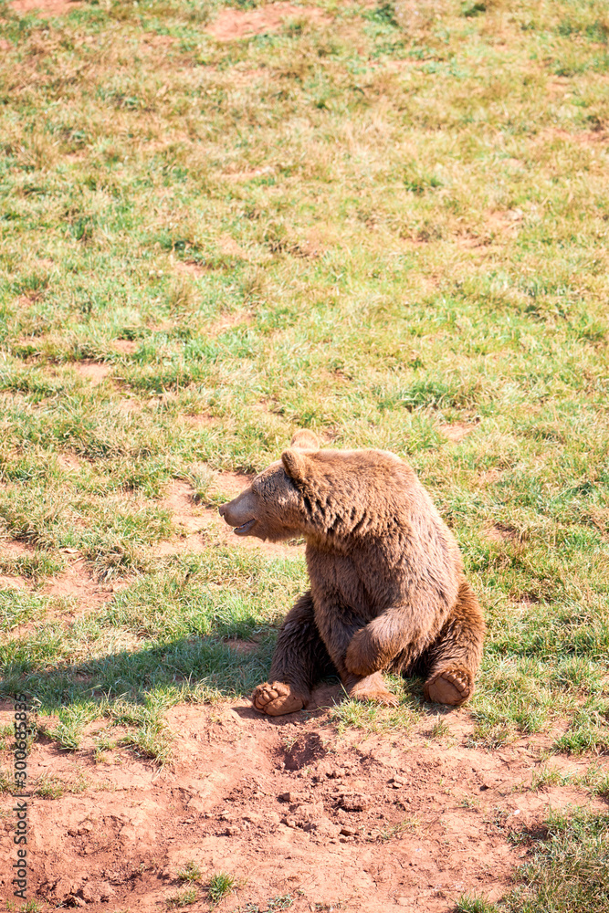Fototapeta premium brown bear sunbathing on an autumn day