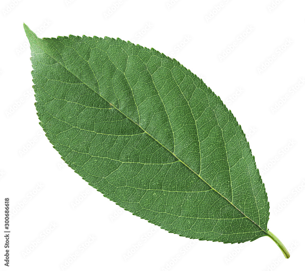 Obraz premium Sweet cherry tree leaf