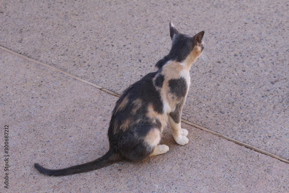 A spotted street cat in Alhambra, Granada, Spain.