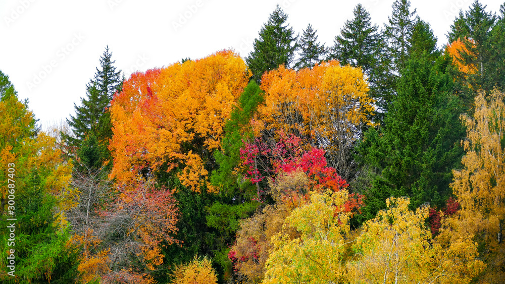 Fototapeta premium autumn leaves on tree