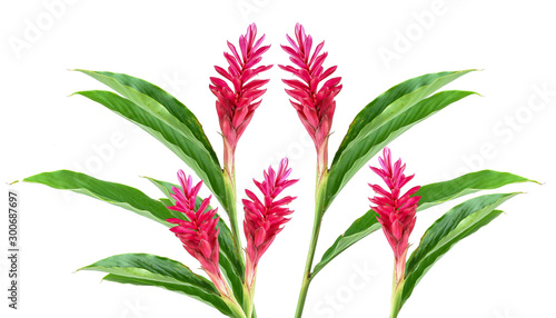 Red Ginger Flower