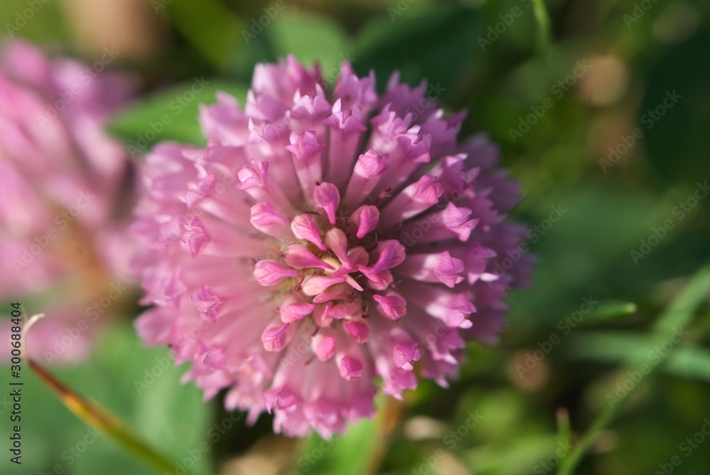 Closeup violet clover, trefoil Closeup violet clover, trefoil