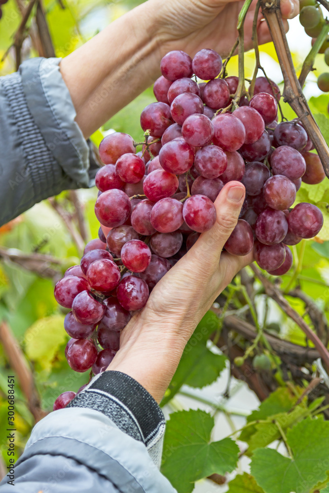 Hand with a brush of  grapes on a vineyard