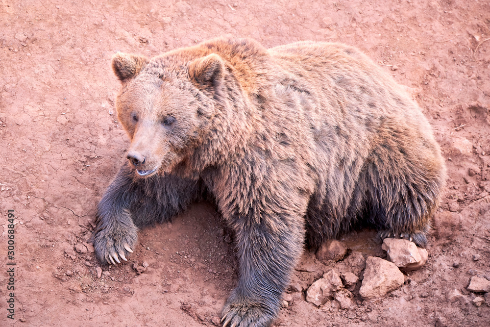 brown bear sunbathing on an autumn day