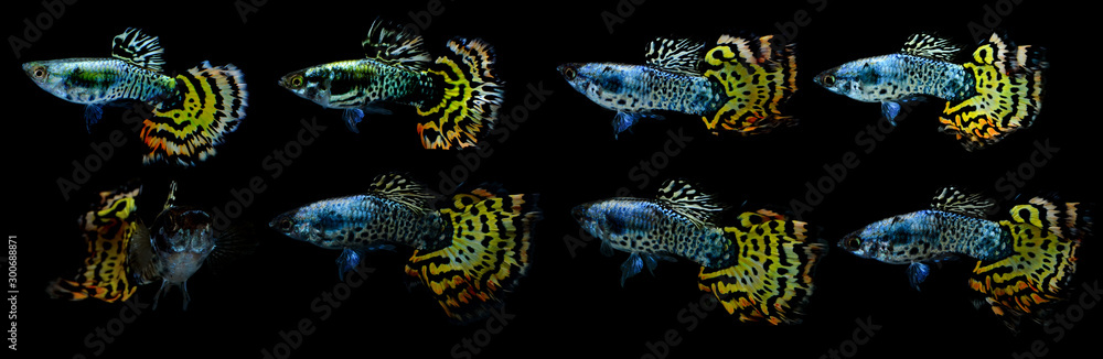 Fototapeta premium Poecilia reticulata isolated on background