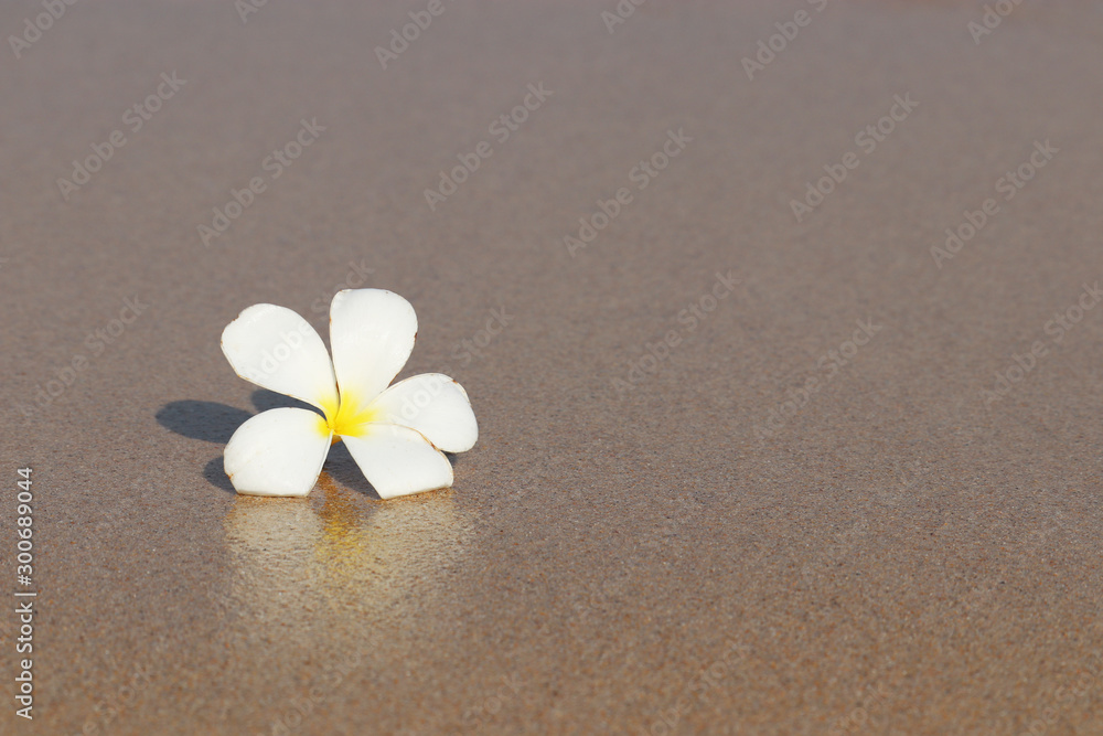 Plumeria flower on a wet sand of a tropical beach. Background for romantic vacation and sea travel