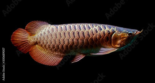Asian Arowana fish on black background.