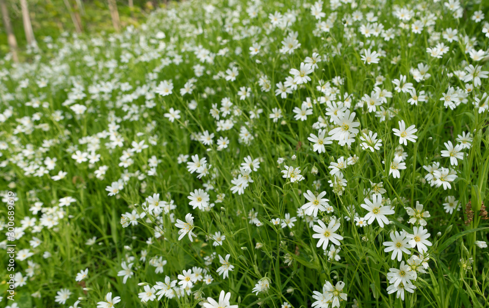  Stellaria dichotoma small white flowers on grass