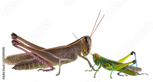 Grasshopper in various forms white background