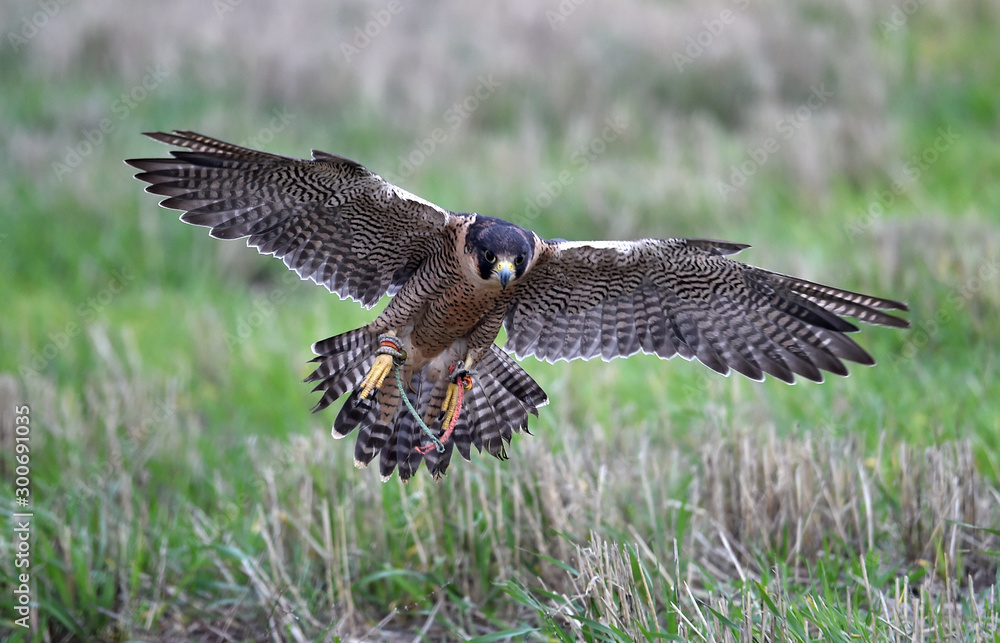 Obraz premium halcon peregino volando