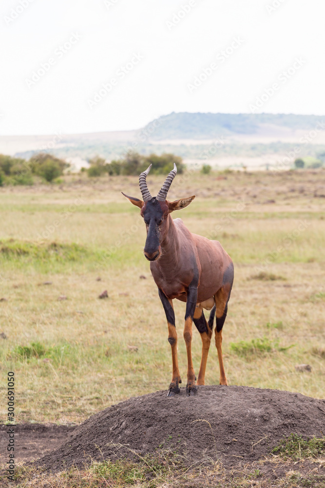 Topi on an earth mound Topi on an earth mound