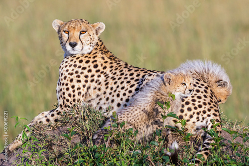 Resting Cheetah with curious cubs