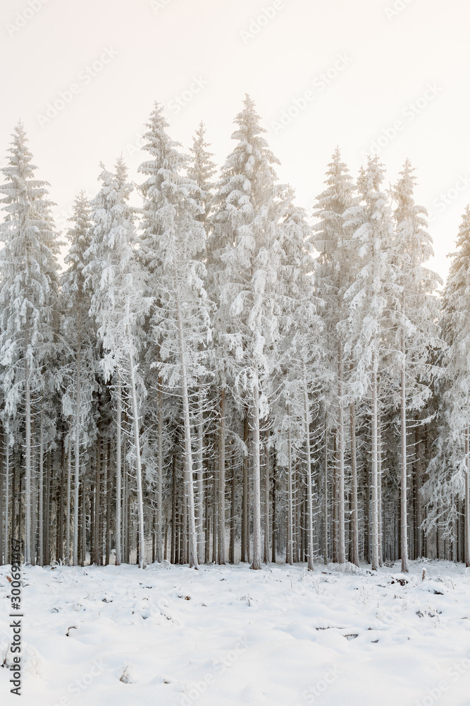 Wintry spruce forest with frost at a clearcut area