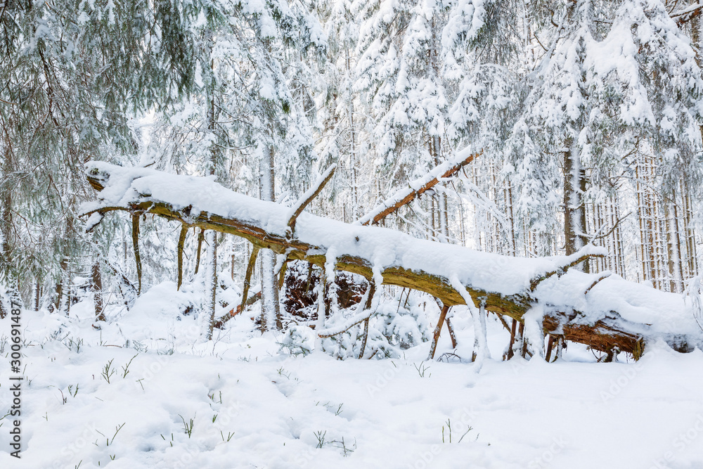 Old snag tree in a winter forest Old snag tree in a winter forest