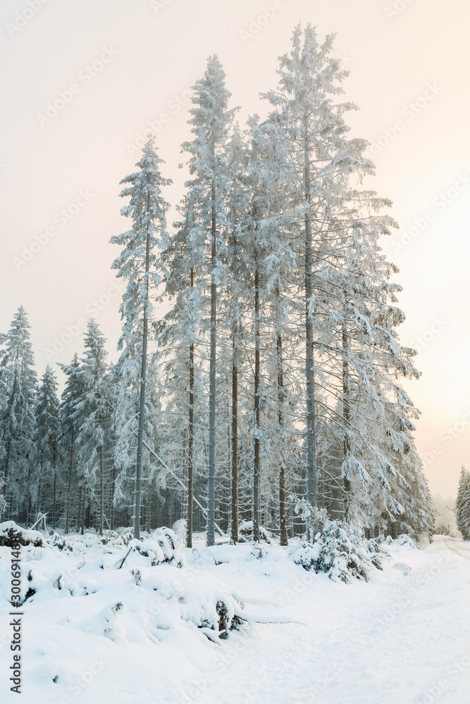 Hoarfrost covered spruce trees in a forest Hoarfrost covered spruce trees in a forest