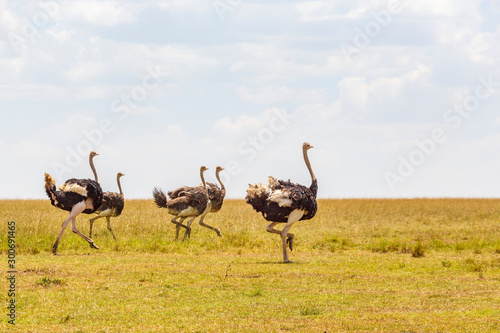 Running ostriches on the African savanna
