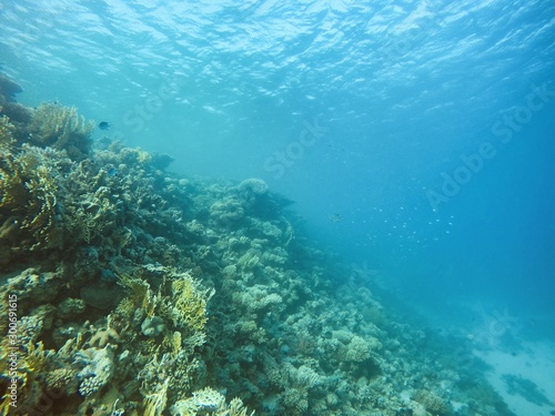 Coral Reef underwater in the sea © Sved Oliver