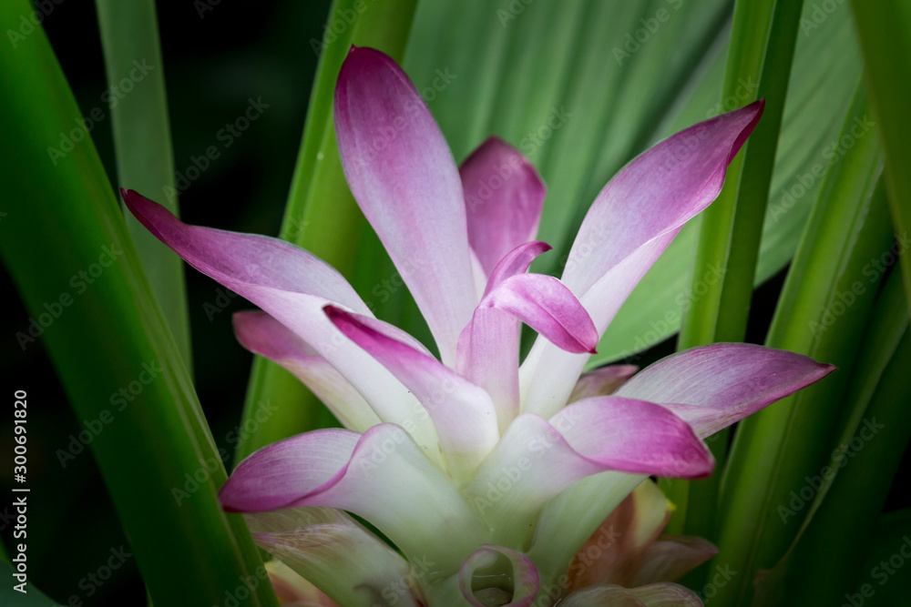 Krachiew flowers are flowers of Thailand. Violet flower. Krachiew flowers are flowers of Thailand. Violet flower.