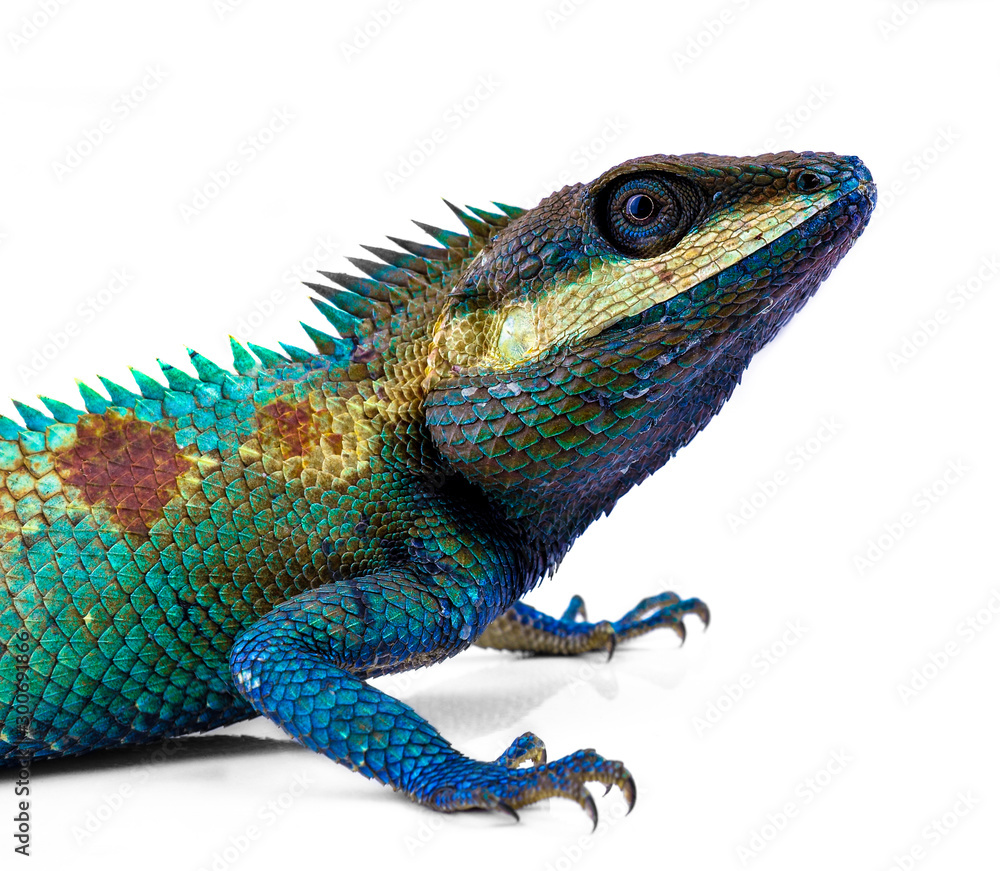 Obraz premium lacerta