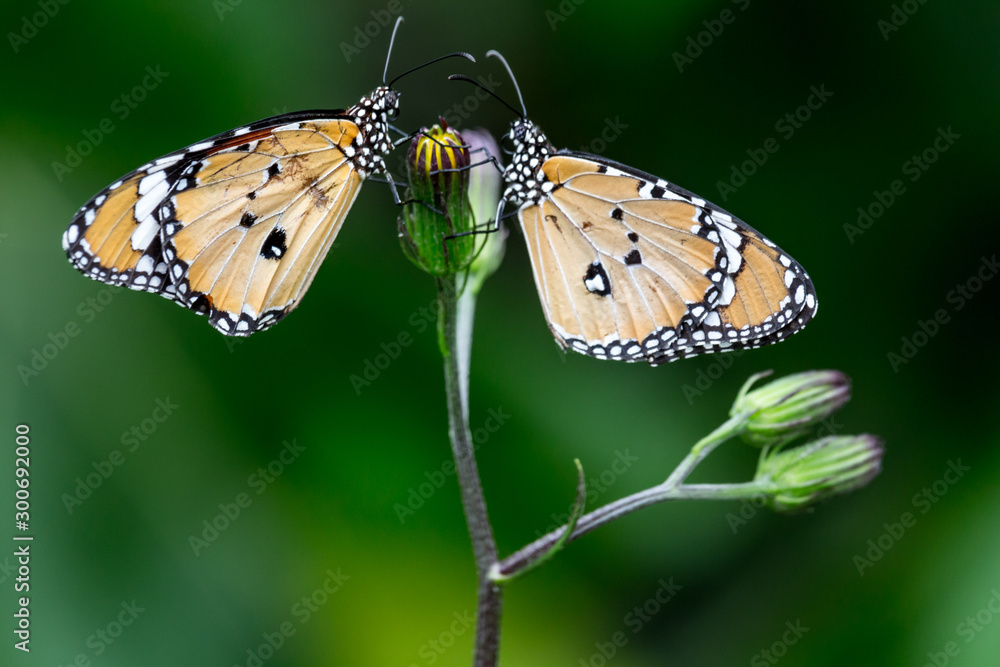Obraz premium Close up butterflys on flower.