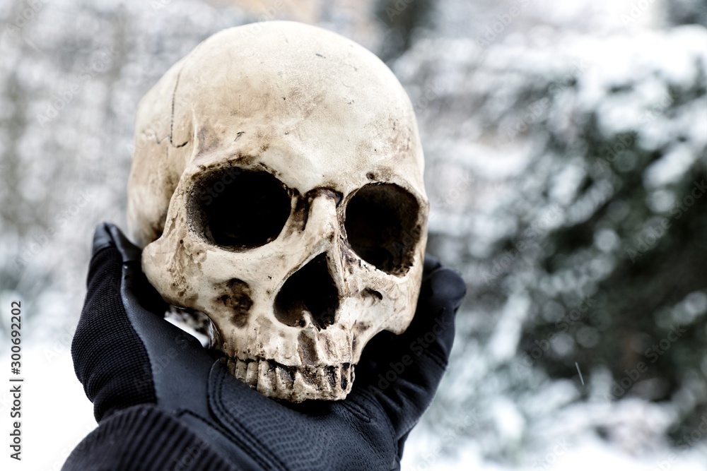 Skull of the reaper closeup photo Skull of the reaper closeup photo