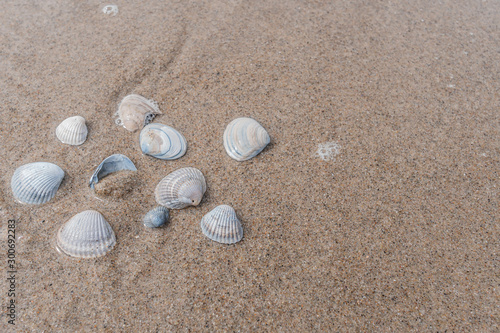 Muscheln im Sand am Meer