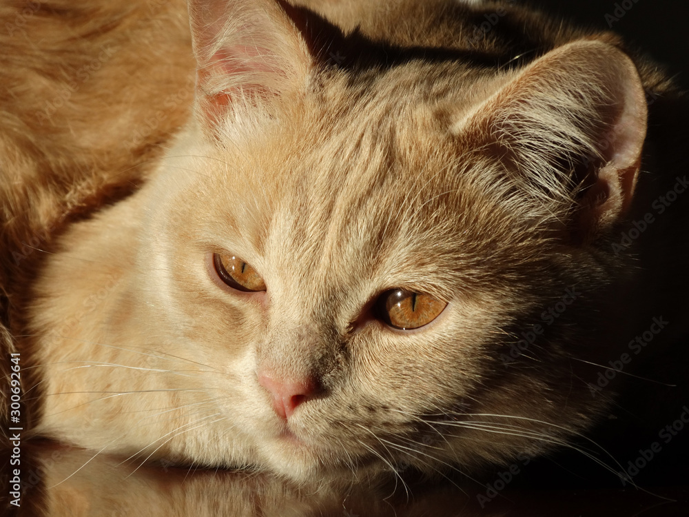 Ginger Scottish Straight cat named Peach. Ginger Scottish Straight cat named Peach.