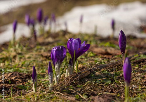 crocus flower on the mountain slopes in spring after snow melts