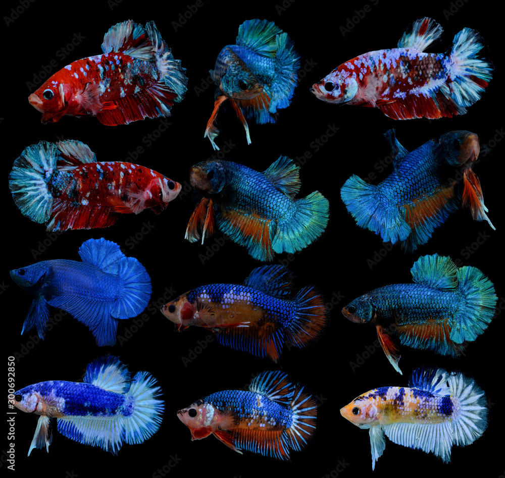 Fototapeta premium fighting fish on black background.
