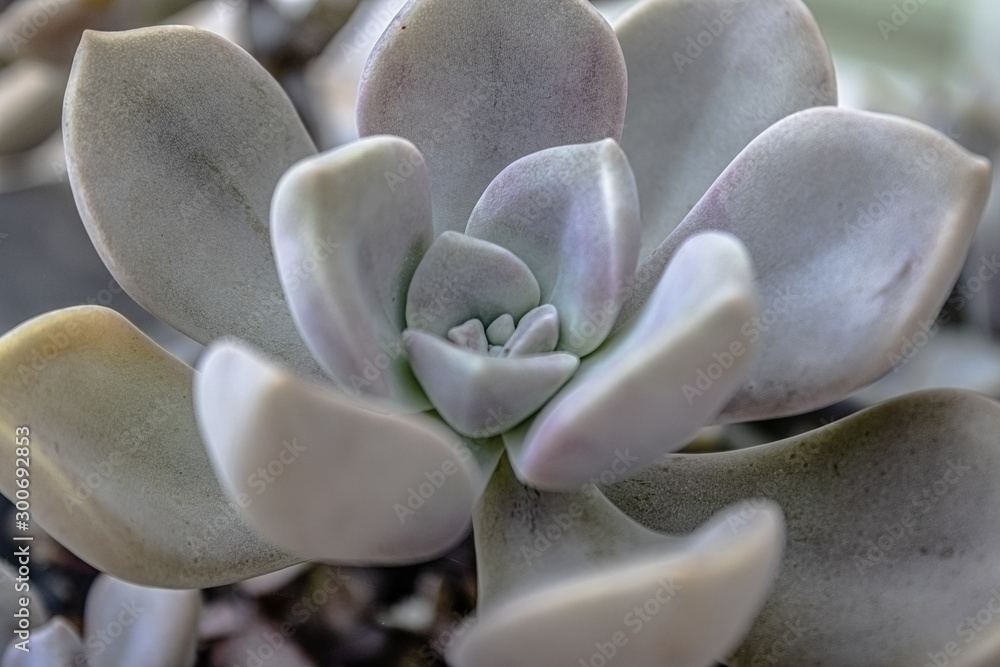 Succulent flower Graptoveria Succulent flower Graptoveria
