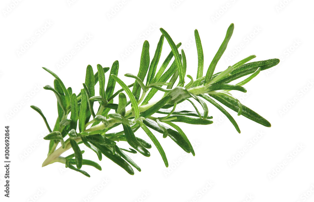 Fototapeta premium Rosmarin