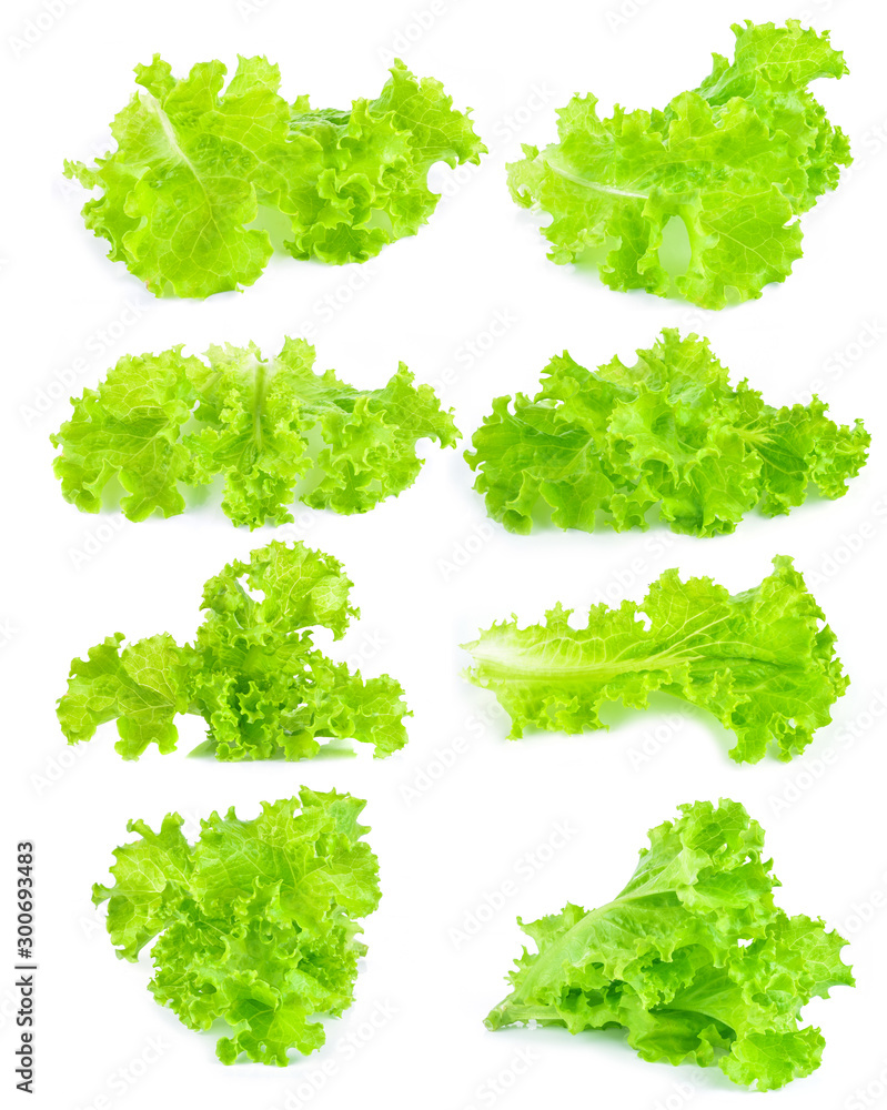fresh green lettuce leaves isolated on white fresh green lettuce leaves isolated on white