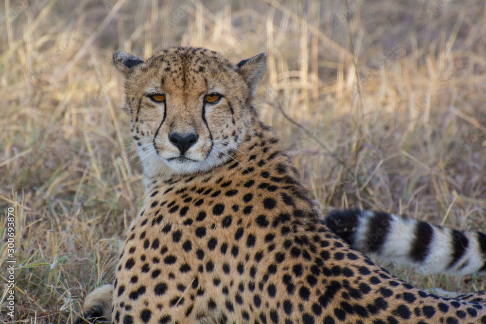 Cheetah (Acinonyx jubatas) at rest in the bush of the Maasai Mara, Kenya Cheetah (Acinonyx jubatas) at rest in the bush of the Maasai Mara, Kenya