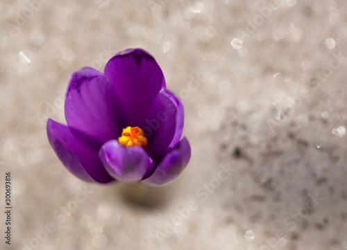 crocus flower on the mountain slopes in spring after snow melts © Tetiana Kravchuk