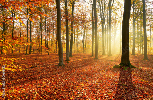 Autumn morning in old forest