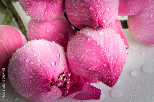 Water droplets on pink lotus flowers.