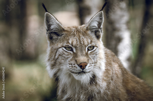 Animal portrait of a beautiful lynx outdoors in the forest. Wildlife, wilderness, outdoors, animal, predator, eyes, killer, beautiful, moment concept. © Jon Anders Wiken