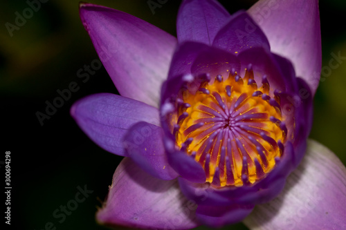 Fototapeta Naklejka Na Ścianę i Meble -  purple lotus flower