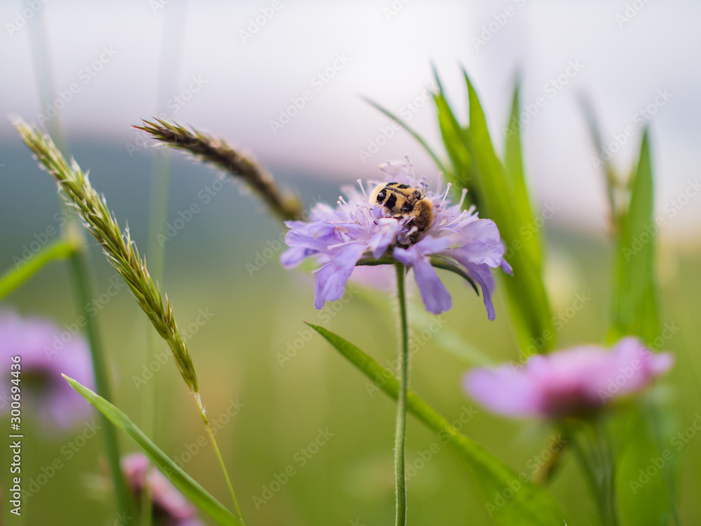 A bug on the flowers in the green grass A bug on the flowers in the green grass