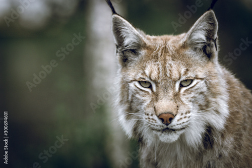 Animal portrait of a beautiful lynx outdoors in the forest. Wildlife, wilderness, outdoors, animal, predator, eyes, killer, beautiful, moment concept. © Jon Anders Wiken