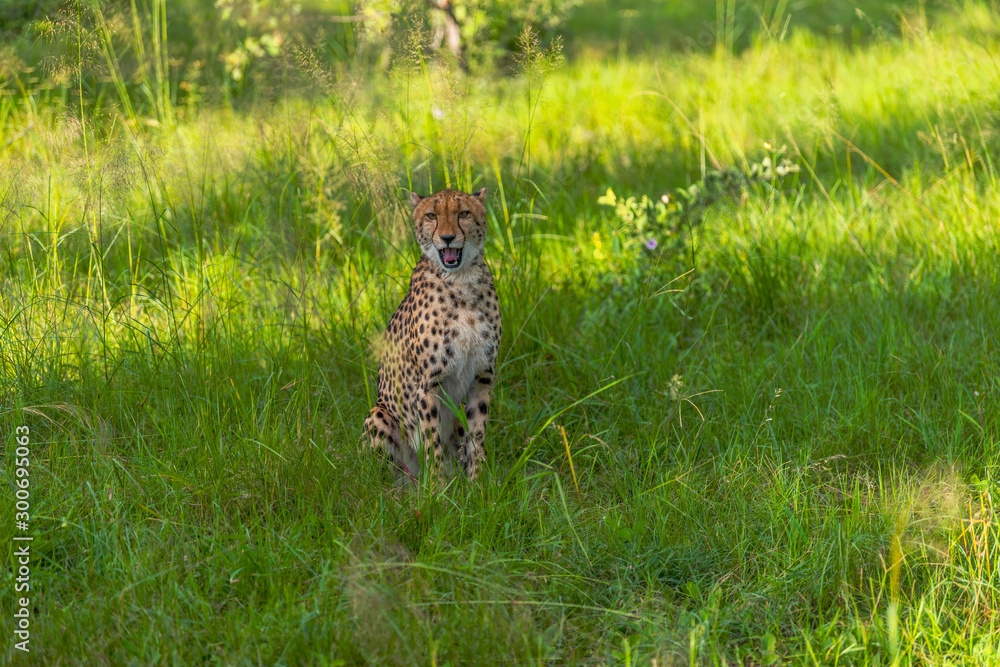 Cheetah walks through long grass in savannah Acinonyx jubatus Cheetah walks through long grass in savannah Acinonyx jubatus