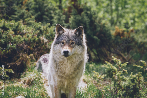 Close encounter with grey wolf in nature. Wildlife  wolf  wolves  bush  wilderness  usa  predator  killer  animal concept.