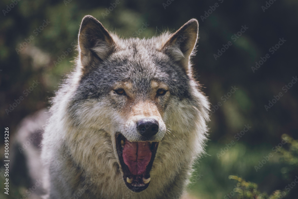 Close encounter with grey wolf in nature. Wildlife, wolf, wolves, bush, wilderness, usa, predator, killer, animal concept.