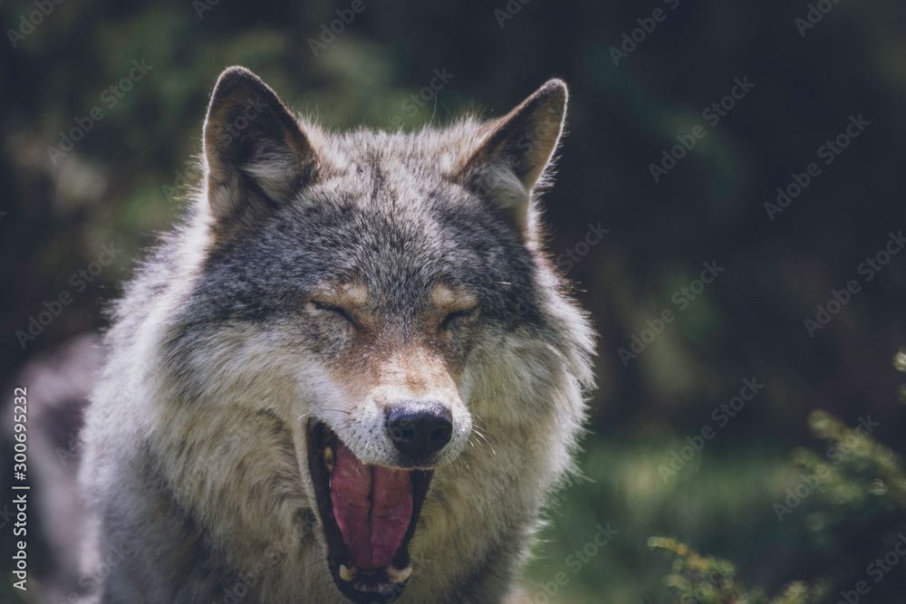 Close encounter with grey wolf in nature. Wildlife, wolf, wolves, bush, wilderness, usa, predator, killer, animal concept.