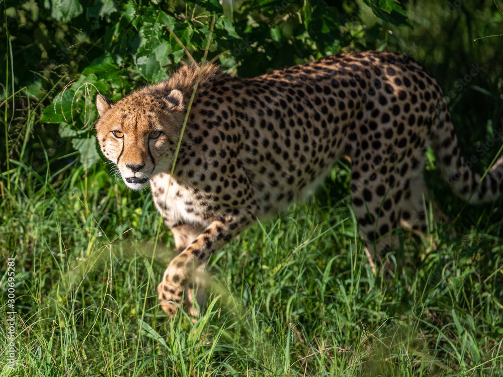 Cheetah walks through long grass in savannah Acinonyx jubatus Cheetah walks through long grass in savannah Acinonyx jubatus