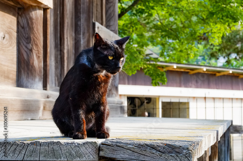 black cat in temple