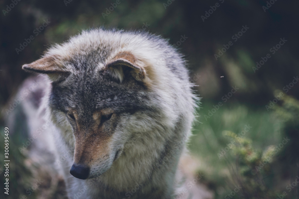 Close encounter with grey wolf in nature. Wildlife, wolf, wolves, bush, wilderness, usa, predator, killer, animal concept.
